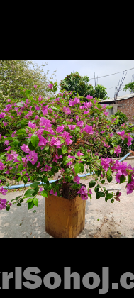 বাগান বিলাস বল
